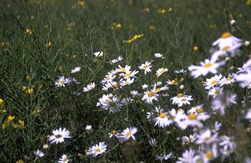 Blumenwiese in Schweden