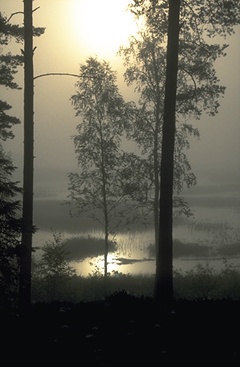 Sonnenaufgang in Dalarna, Schweden