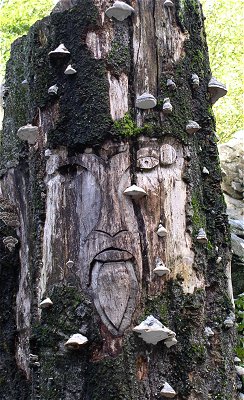 Wotansgesicht an einem Baumstamm bei Bad Marienberg