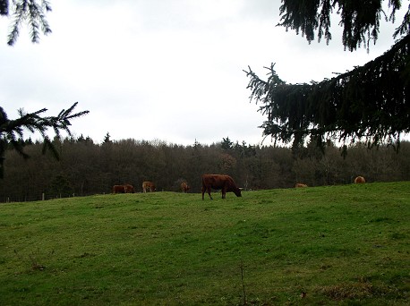 Kühe, Herbst