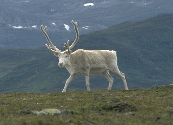 Rentier, Härjedalen, Schweden